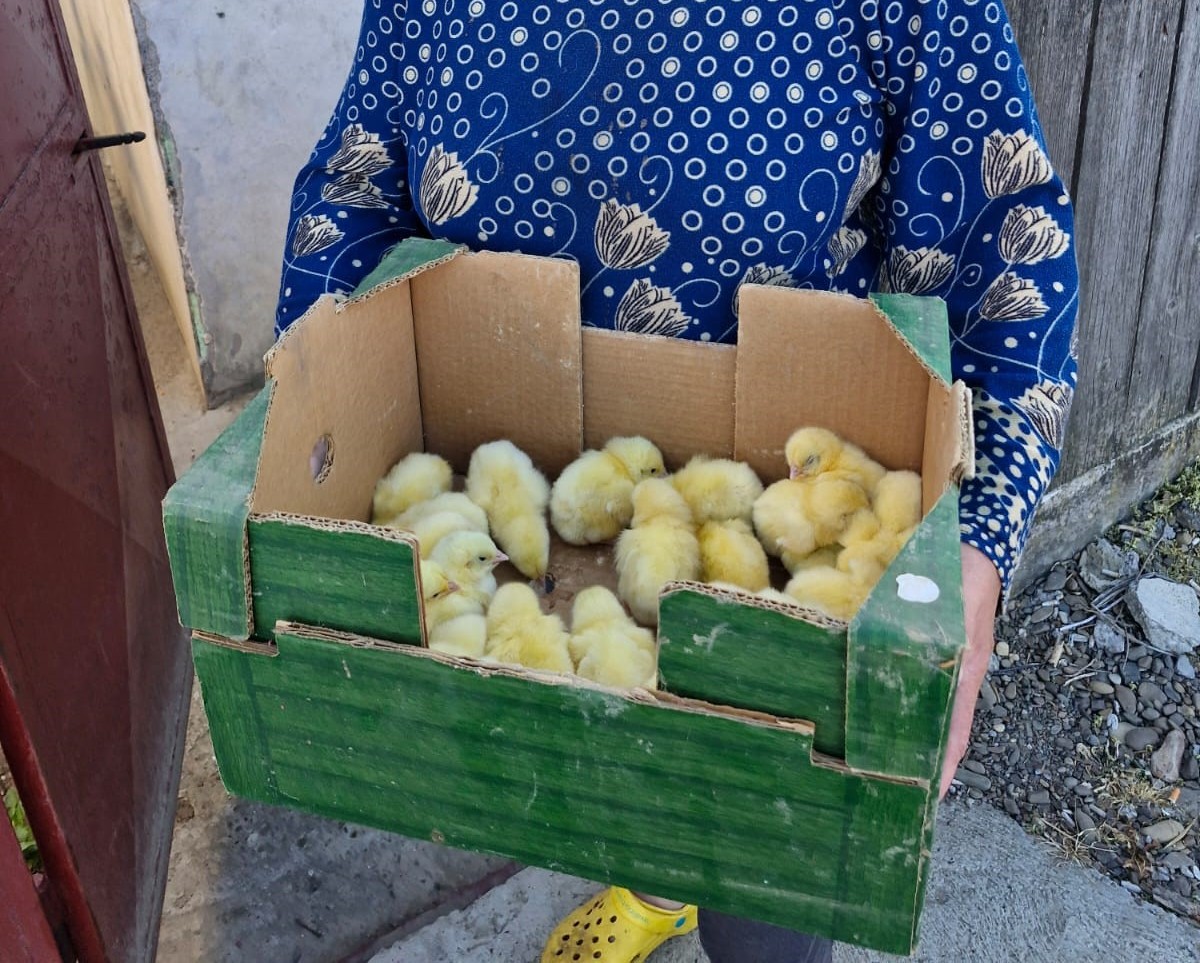 Gifting of chicks to families in need